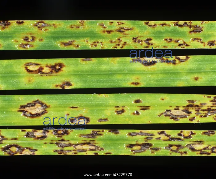: Tar Spot (Phyllachora graminis) on ryegrass : Tar Spot (Phyllachora graminis) on ryegrass