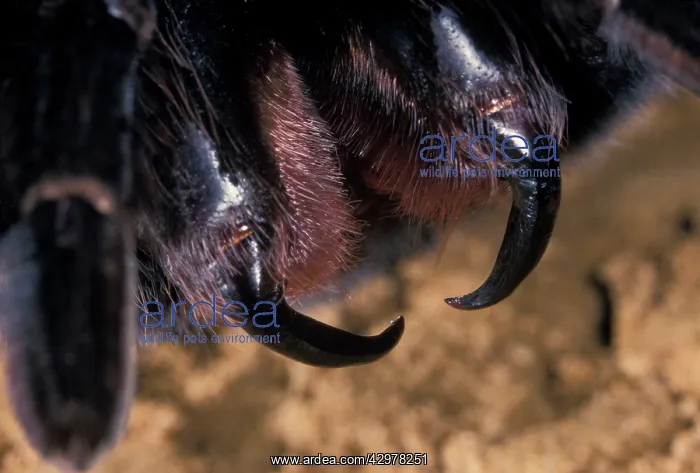 : Tarantula (Lasiodora parahybana). Brazil. Tarentula : Tarantula (Lasiodora parahybana). Brazil. Tarentula