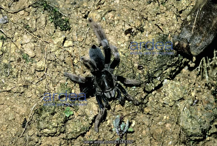 : Tarantula. A tarantula spider in the Theraphosidae family hunting at night : Tarantula. A tarantula spider in the Theraphosidae family hunting at night