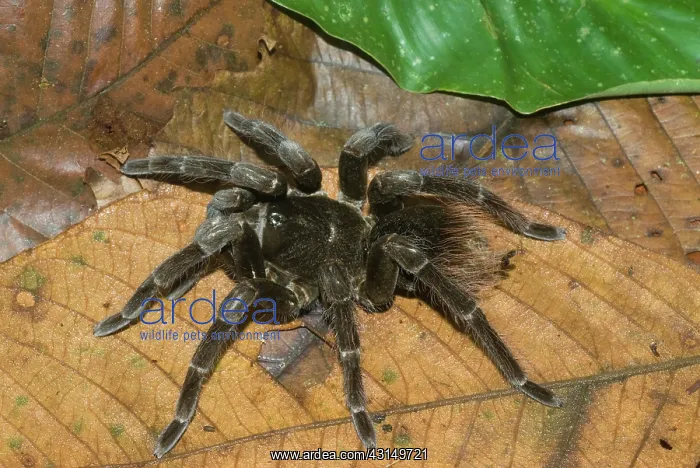 : Tarantula (Pamphobeteus sp.) in the Amazon rain forest in Loreto, Peru : Tarantula (Pamphobeteus sp.) in the Amazon rain forest in Loreto, Peru