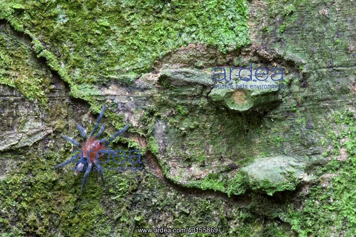 : Tarantula. Unidentified tarantula (Theraphosidae) resting on an unidentified tree : Tarantula. Unidentified tarantula (Theraphosidae) resting on an unidentified tree