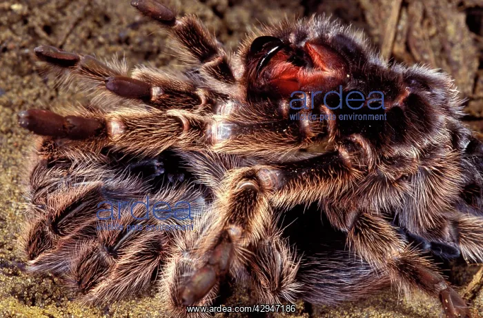 : Tarantula / Baboon Spider / bird-eating SpidersS- moulting : Tarantula / Baboon Spider / bird-eating SpidersS- moulting