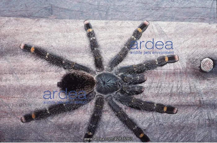 : TARANTULA / Bird-eating Spider : TARANTULA / Bird-eating Spider