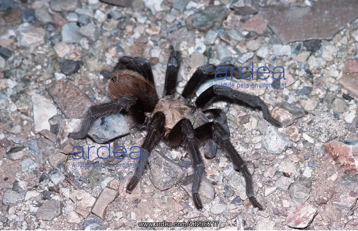  : Tarantula  /  Bird-eating Spider