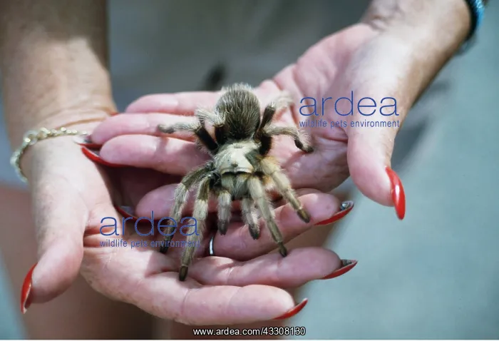 : TARANTULA / Bird-eating Spider : TARANTULA / Bird-eating Spider