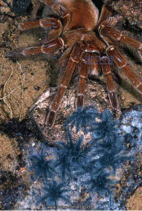 : TARANTULA / Bird-eating Spider - & babies : TARANTULA / Bird-eating Spider - & babies
