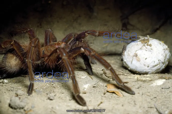 : Tarantula / Bird-Eating Spider - with egg case in burrow : Tarantula / Bird-Eating Spider - with egg case in burrow