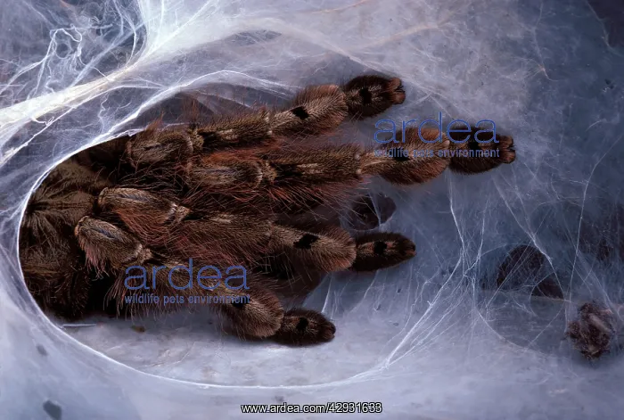 : Tarantula / Bird-eating Spider - at nest : Tarantula / Bird-eating Spider - at nest