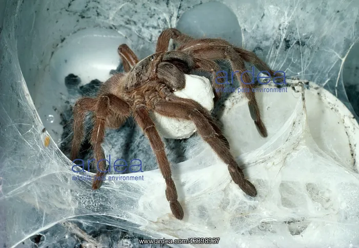 : Tarantula / Bird-eating Spider - at nest carrying egg cocoon : Tarantula / Bird-eating Spider - at nest carrying egg cocoon