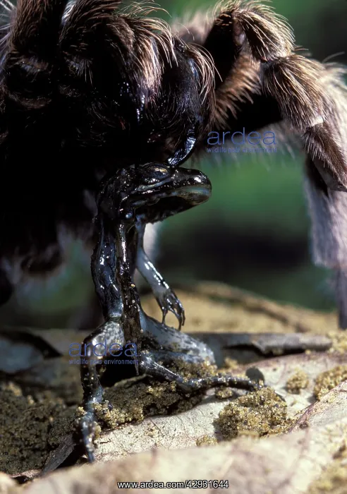 : Tarantula / Bird-eating spider - wilth dead frog : Tarantula / Bird-eating spider - wilth dead frog