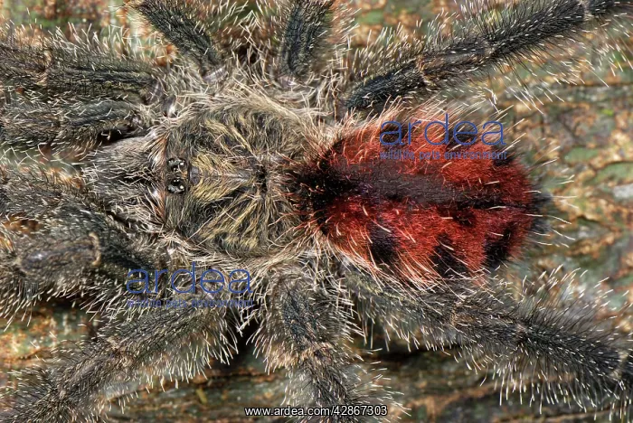 : Tarantula / Bird Spider : Tarantula / Bird Spider