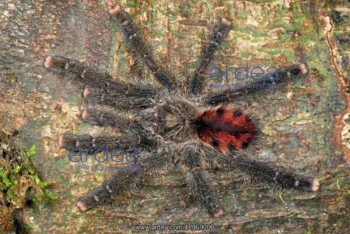 : Tarantula, Bird Spider : Tarantula, Bird Spider