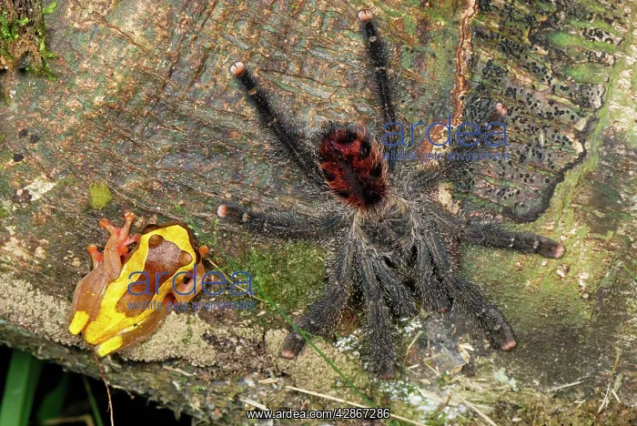 : Tarantula / Bird Spider - with Treefrog (Dendropsophus sp.) : Tarantula / Bird Spider - with Treefrog (Dendropsophus sp.)