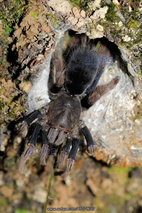 : Tarantula at its Burrow : Tarantula at its Burrow