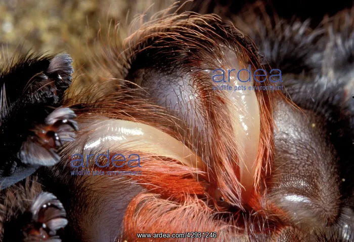 : Tarantula / Chilean Rose Bird-eating Spider : Tarantula / Chilean Rose Bird-eating Spider
