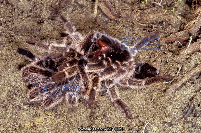 : Tarantula / Chilean Rose Bird-eating Spider - leaving : Tarantula / Chilean Rose Bird-eating Spider - leaving