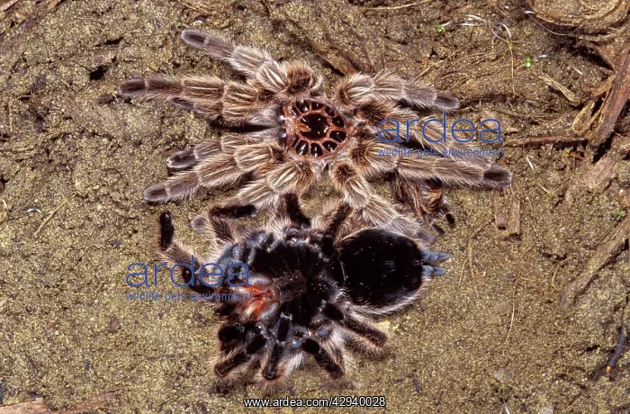 : Tarantula / Chilean Rose Bird-eating Spider - leaving : Tarantula / Chilean Rose Bird-eating Spider - leaving