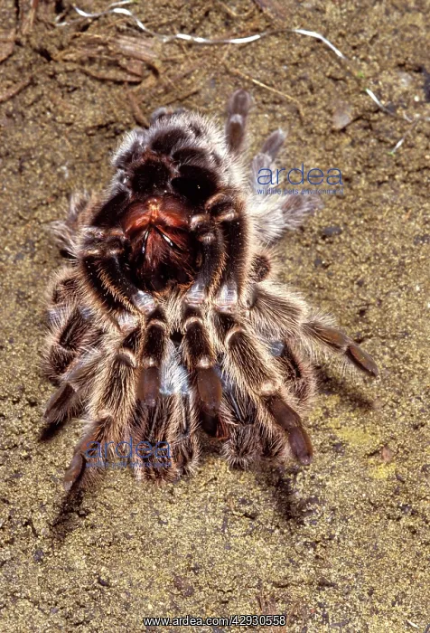 : Tarantula / Chilean Rose Bird-eating Spider - Moulting : Tarantula / Chilean Rose Bird-eating Spider - Moulting