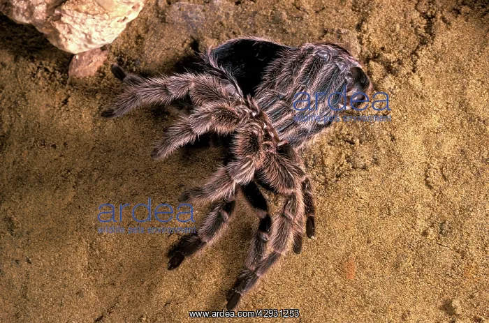: Tarantula / Chilean Rose Bird-eating Spider - Moulting : Tarantula / Chilean Rose Bird-eating Spider - Moulting