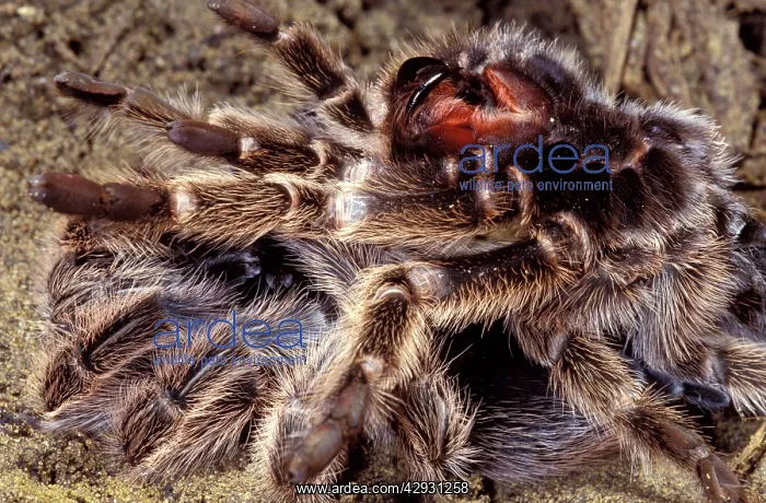 : Tarantula / Chilean Rose Bird-eating Spider - Moulting : Tarantula / Chilean Rose Bird-eating Spider - Moulting