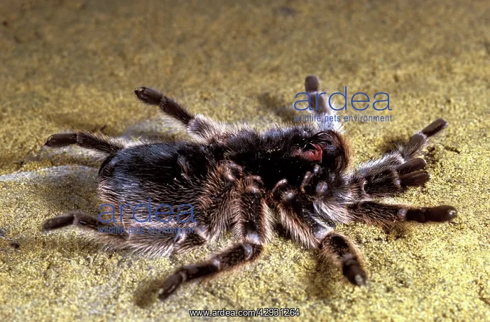 : Tarantula / Chilean Rose Bird-eating Spider - Moulting : Tarantula / Chilean Rose Bird-eating Spider - Moulting