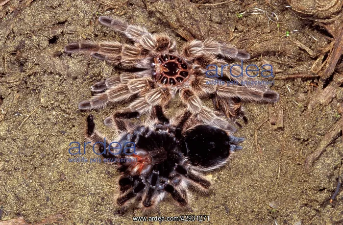 : Tarantula / Chilean Rose Bird-eating Spider - Moulting : Tarantula / Chilean Rose Bird-eating Spider - Moulting