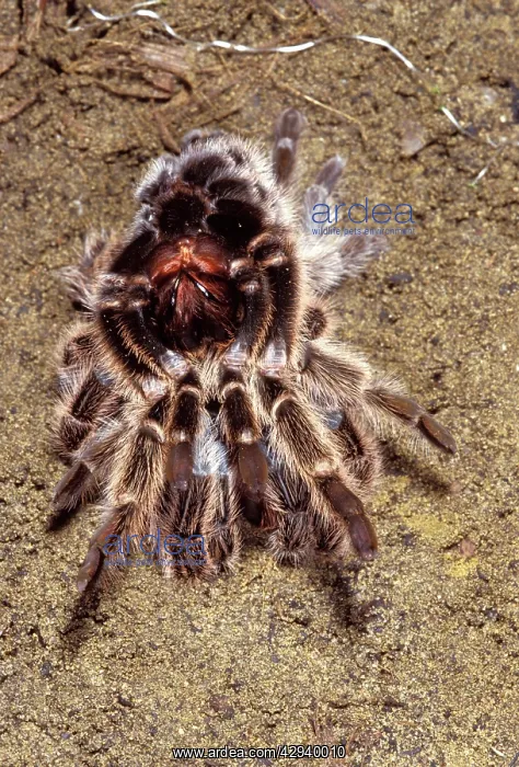 : Tarantula / Chilean Rose Bird-eating Spider - moulting : Tarantula / Chilean Rose Bird-eating Spider - moulting
