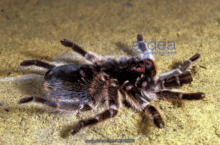 : Tarantula / Chilean Rose Bird-eating Spider - preparing : Tarantula / Chilean Rose Bird-eating Spider - preparing