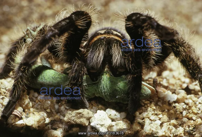 : Tarantula Eating Anole : Tarantula Eating Anole