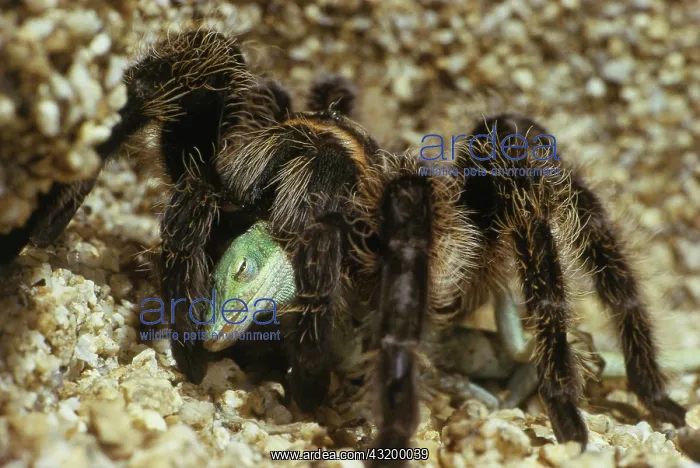 : Tarantula Eating Anole : Tarantula Eating Anole