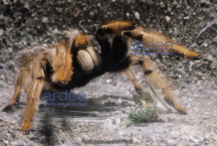 : Tarantula Eating Katydid : Tarantula Eating Katydid