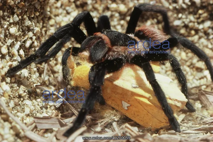 : Tarantula Eating Moth : Tarantula Eating Moth