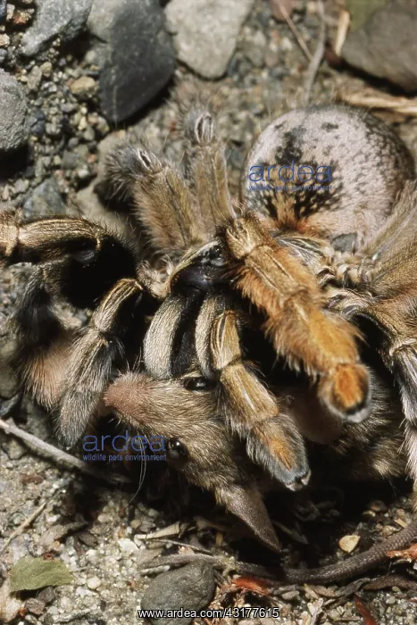 : Tarantula Eating Mouse : Tarantula Eating Mouse