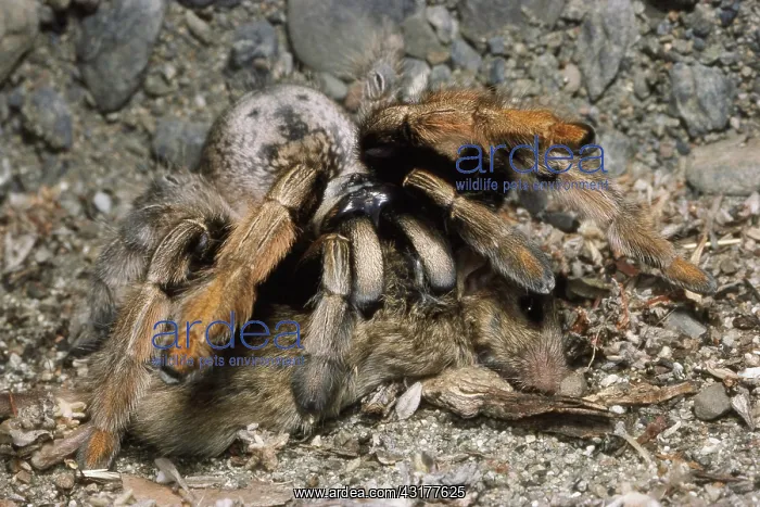 : Tarantula Eating Mouse : Tarantula Eating Mouse