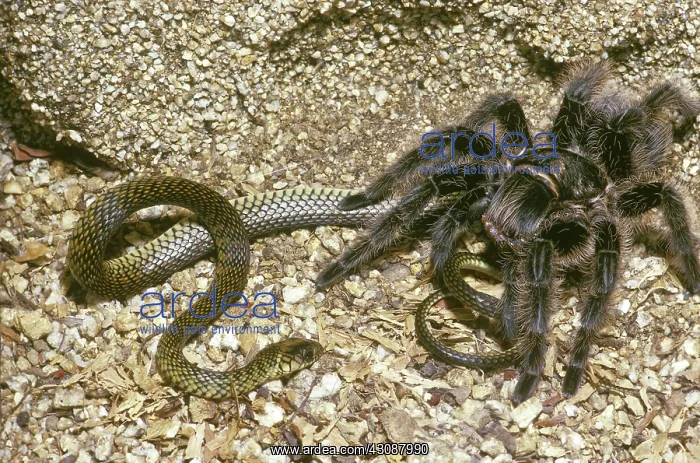 : Tarantula Eating Snake : Tarantula Eating Snake
