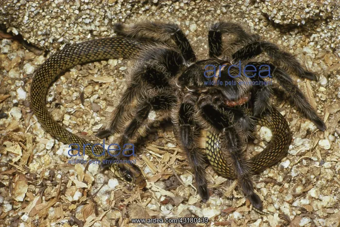 : Tarantula Eating Snake : Tarantula Eating Snake