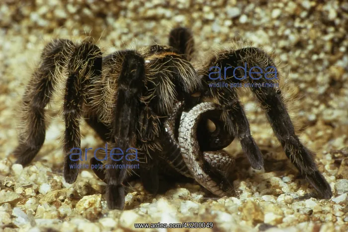 : Tarantula Eating Snake : Tarantula Eating Snake
