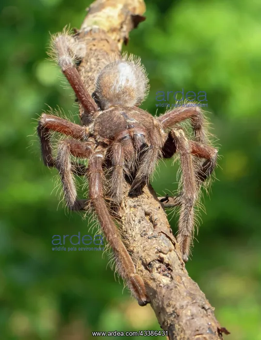 : Tarantula (Encyocrates raffrayi) on branch, Tsingy : Tarantula (Encyocrates raffrayi) on branch, Tsingy