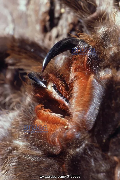: Tarantula Fangs : Tarantula Fangs