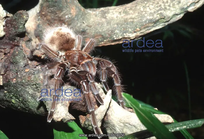 : TARANTULA / Goliath Bird-Eating SPIDER : TARANTULA / Goliath Bird-Eating SPIDER