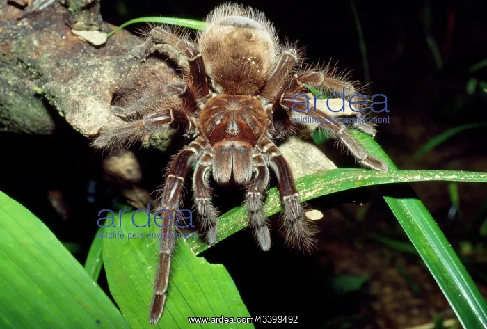 : TARANTULA / Goliath Bird-Eating SPIDER : TARANTULA / Goliath Bird-Eating SPIDER