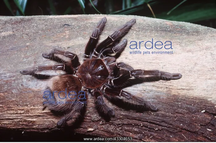 : TARANTULA / Goliath Bird-Eating SPIDER - largest : TARANTULA / Goliath Bird-Eating SPIDER - largest