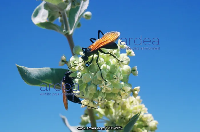 : Tarantula Hawk Wasp : Tarantula Hawk Wasp