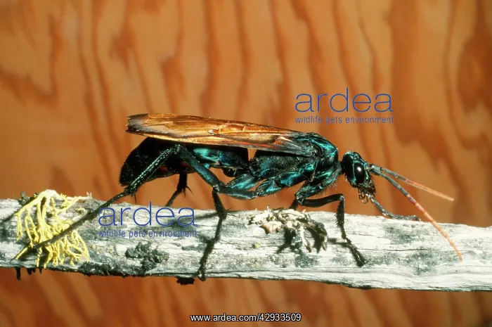  : Tarantula Hawk Wasp