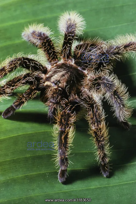 : Tarantula from Honduras : Tarantula from Honduras