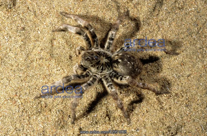 : Tarantula - living in woods in river Tes-Hem valley : Tarantula - living in woods in river Tes-Hem valley