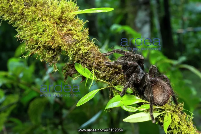 : Tarantula, Mindo, Ecuador : Tarantula, Mindo, Ecuador