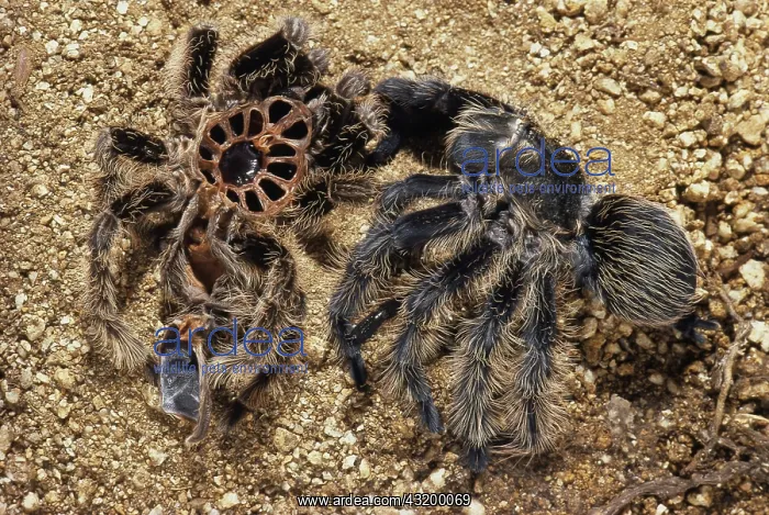 : Tarantula Shedding : Tarantula Shedding