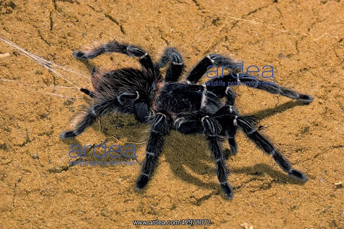 : Tarantula - And its silk thread : Tarantula - And its silk thread