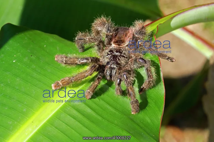 : Tarantula sp : Tarantula sp